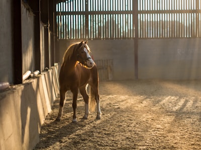 A horse stands indoors in a sunlit arena, with beams of light filtering through large slatted windows. The setting has a serene and warm ambiance, with shadows cast along the sandy floor.