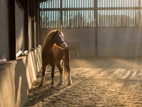 A horse stands indoors in a sunlit arena, with beams of light filtering through large slatted windows. The setting has a serene and warm ambiance, with shadows cast along the sandy floor.