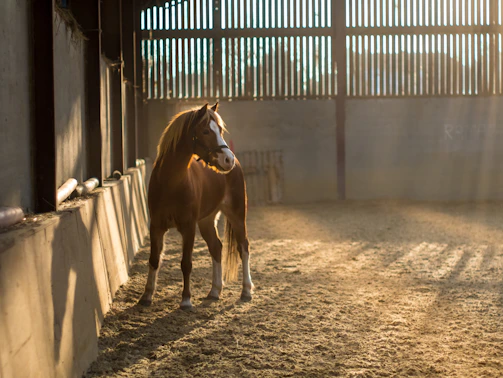A sunlit stable corridor lined with polished wood and soft hay, inviting warmth and calm.
