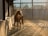 A horse stands indoors in a sunlit arena, with beams of light filtering through large slatted windows. The setting has a serene and warm ambiance, with shadows cast along the sandy floor.