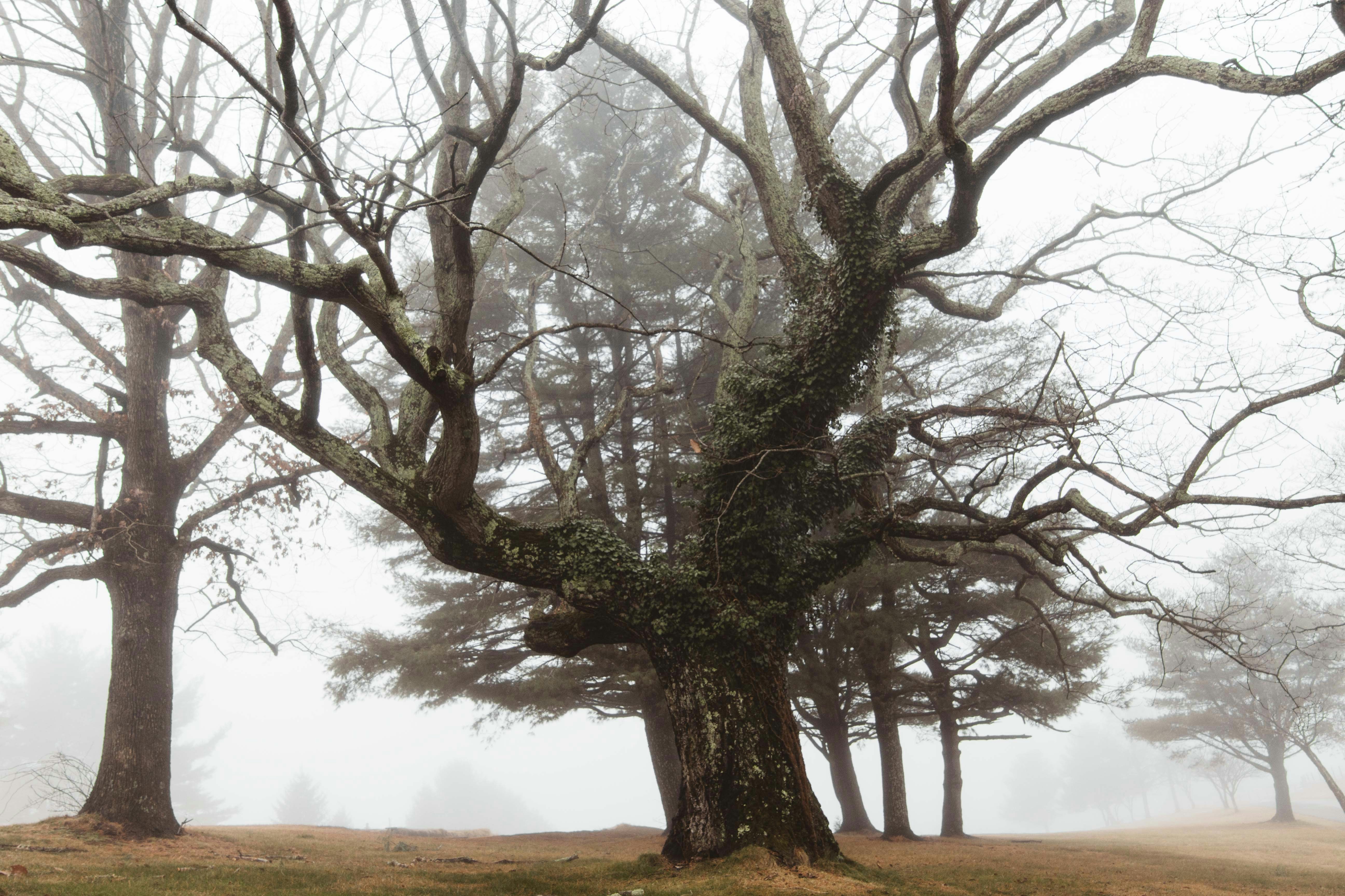 Free Unsplash photo from Austin Scherbarth