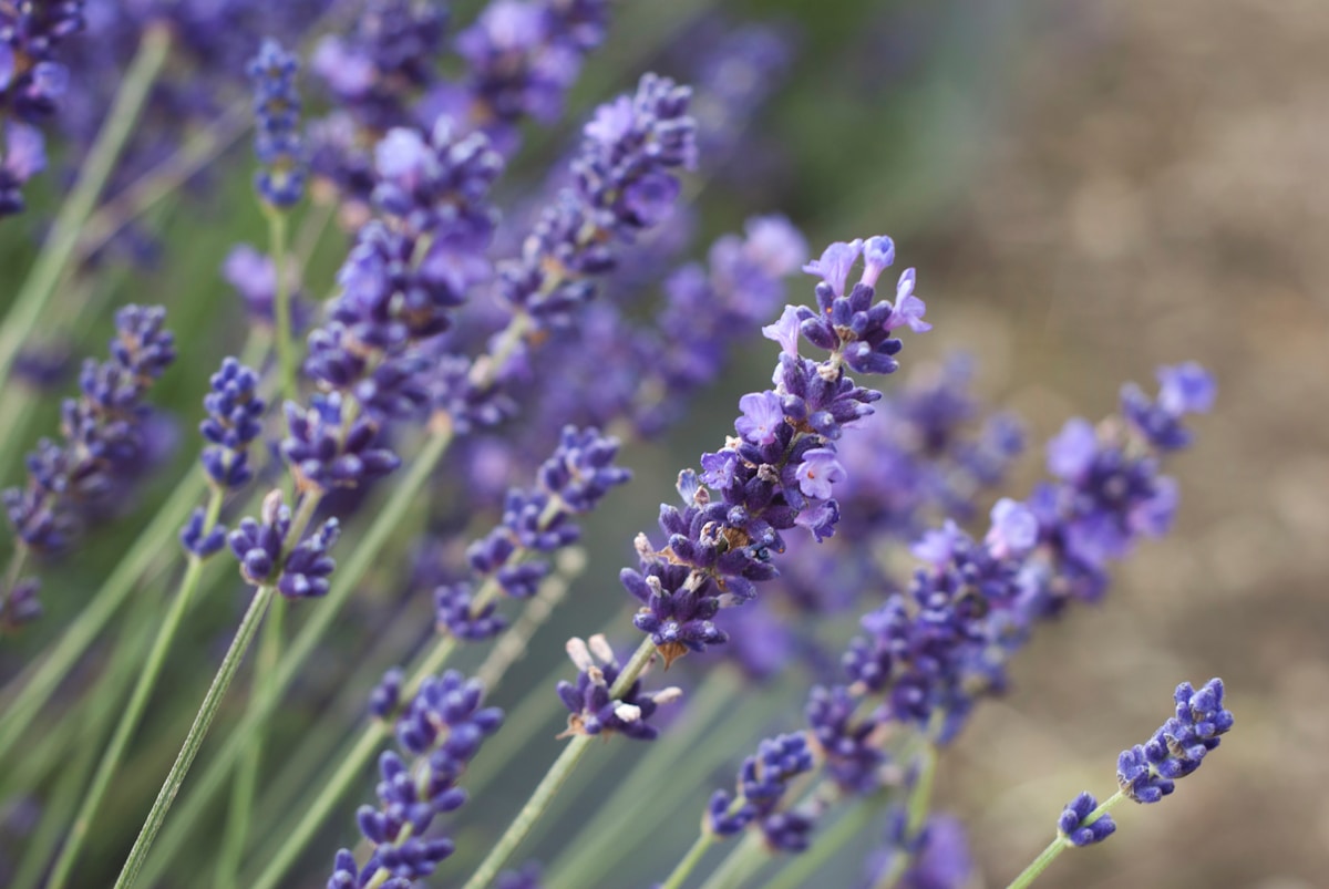 Purple flowers