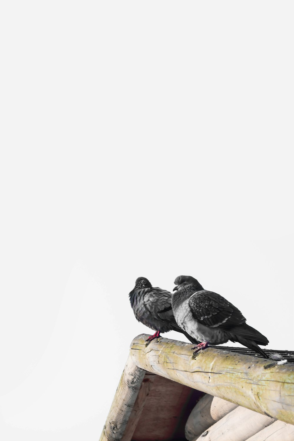 two birds perching on edge of roof of house