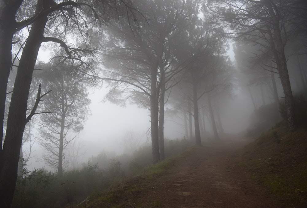 Un chemin forestier brumeux.