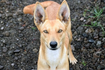 A tan-colored dog with alert, upright ears and a focused gaze stands on a rocky surface. The dog's fur is smooth and short, and its eyes are strikingly attentive, giving it a sharp appearance. Small patches of greenery are scattered among the rocks.