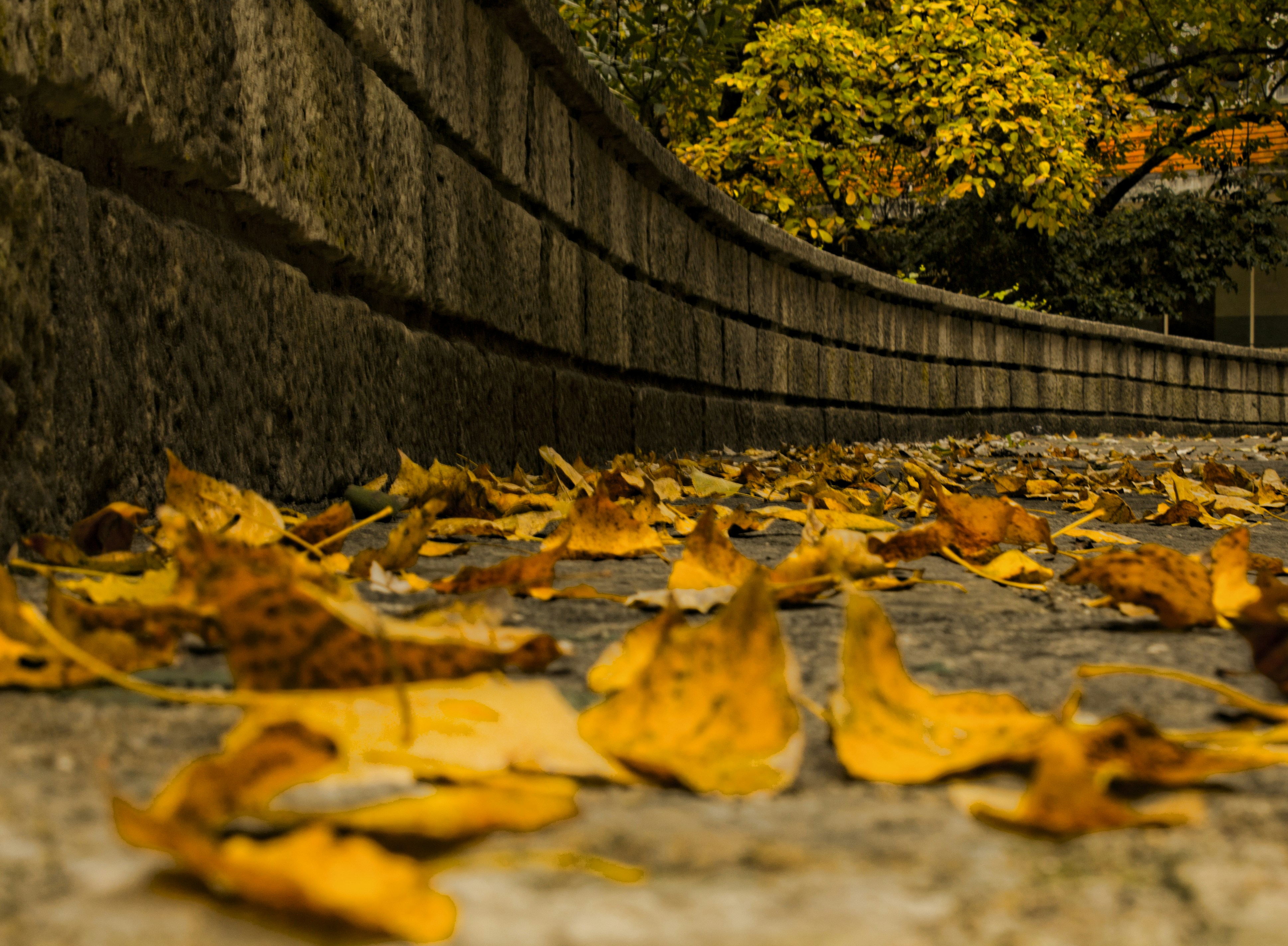 Free Unsplash photo from Ana Oliveira