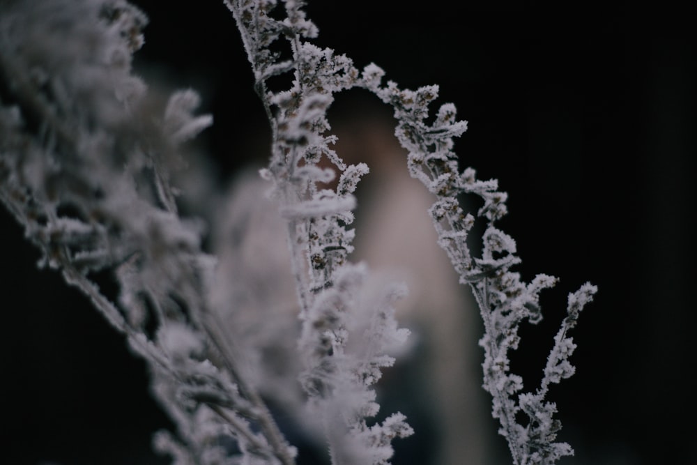 white flower in close-up photography