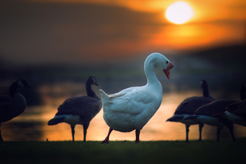 a flock of ducks standing on top of a grass covered field