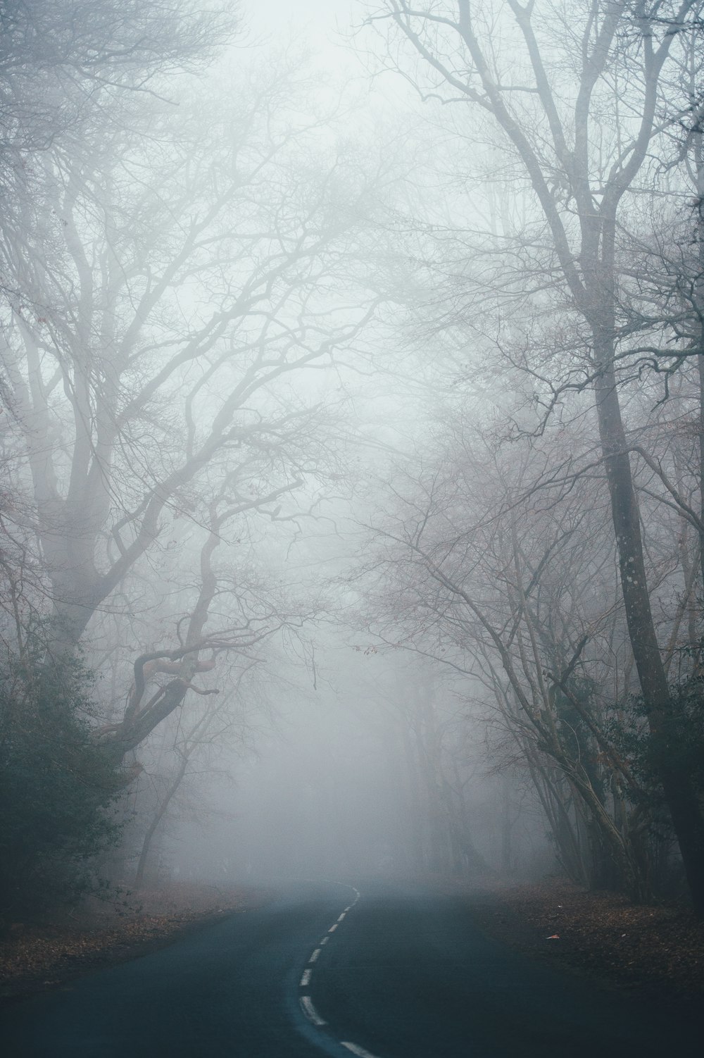 bare tree between road