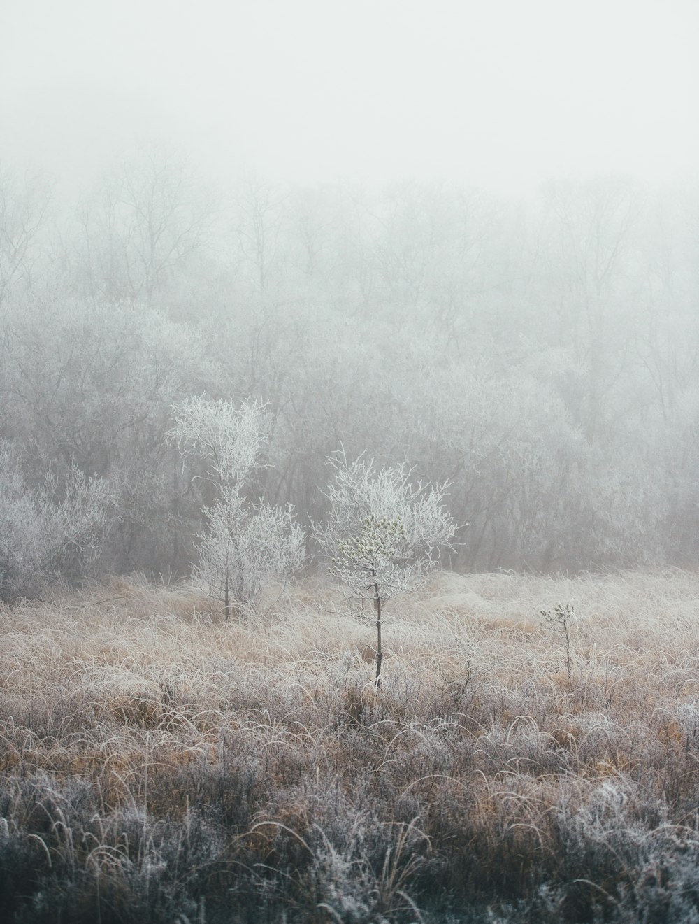 mist covering trees and bushes