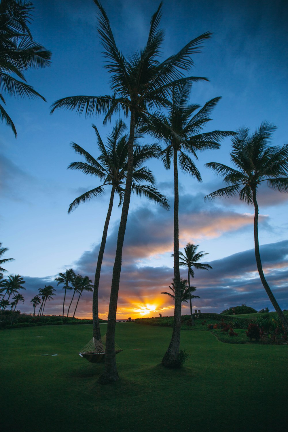 green coconut trees