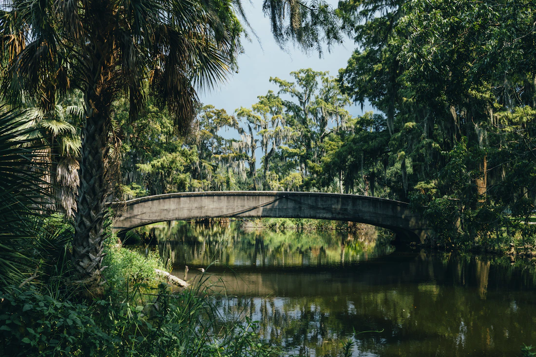 Subtropical landscape beneath live oak trees in the American Deep South