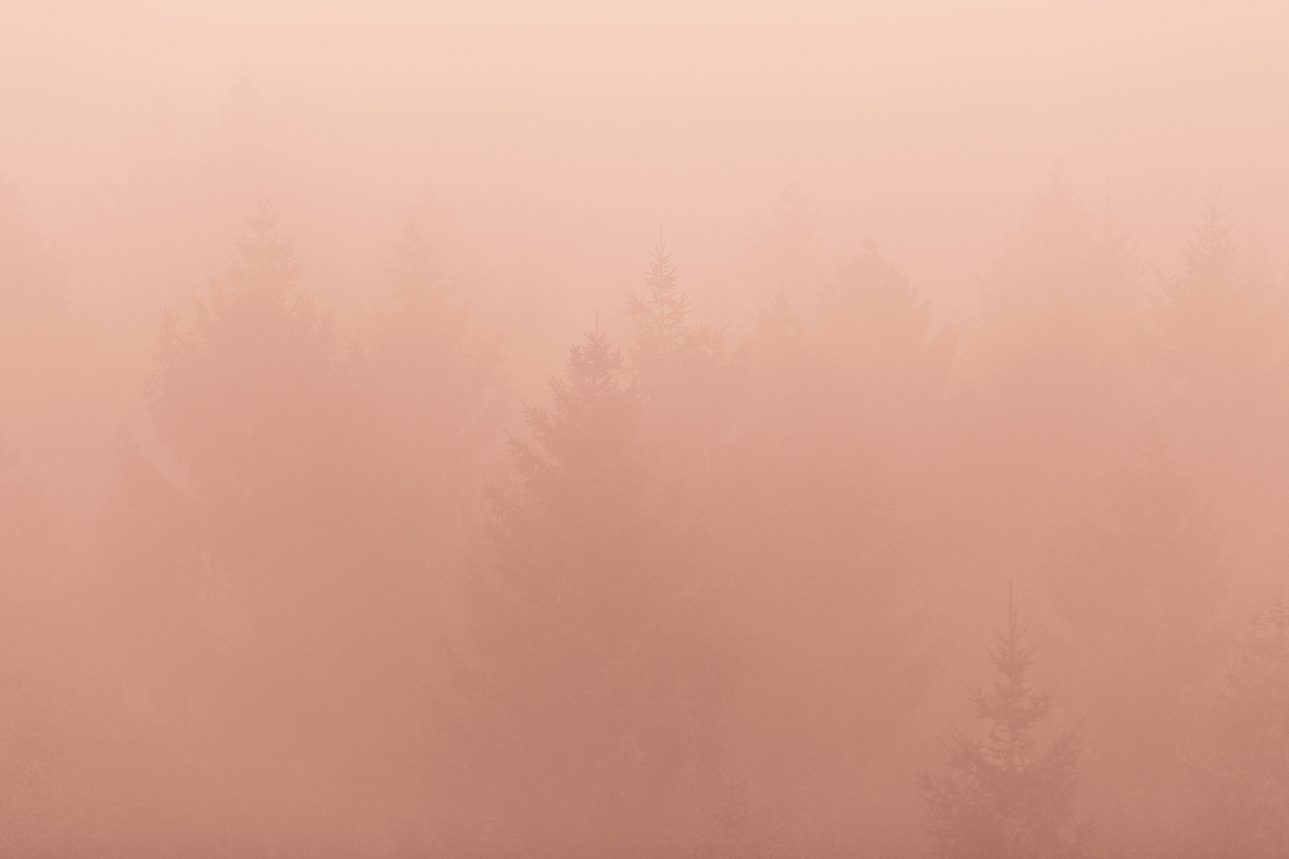 a foggy forest filled with lots of trees