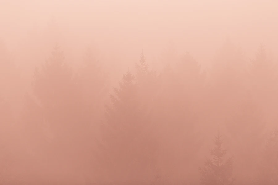 Calm foggy forest of tall evergreen trees