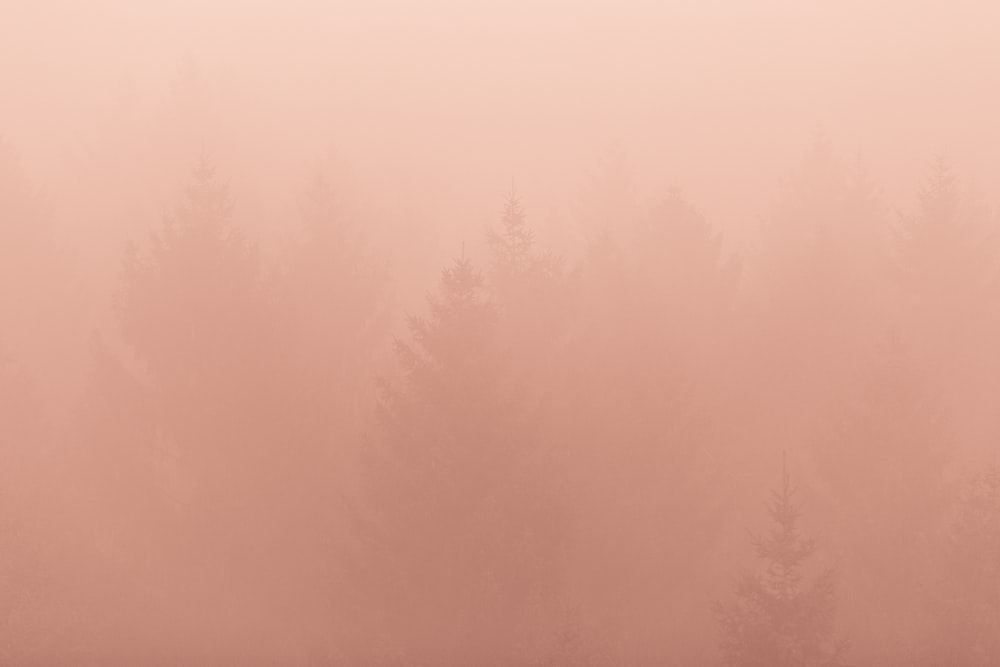 a foggy forest filled with lots of trees