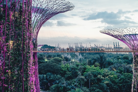 photo of Gardens by the Bay Bridge near Singapore Island
