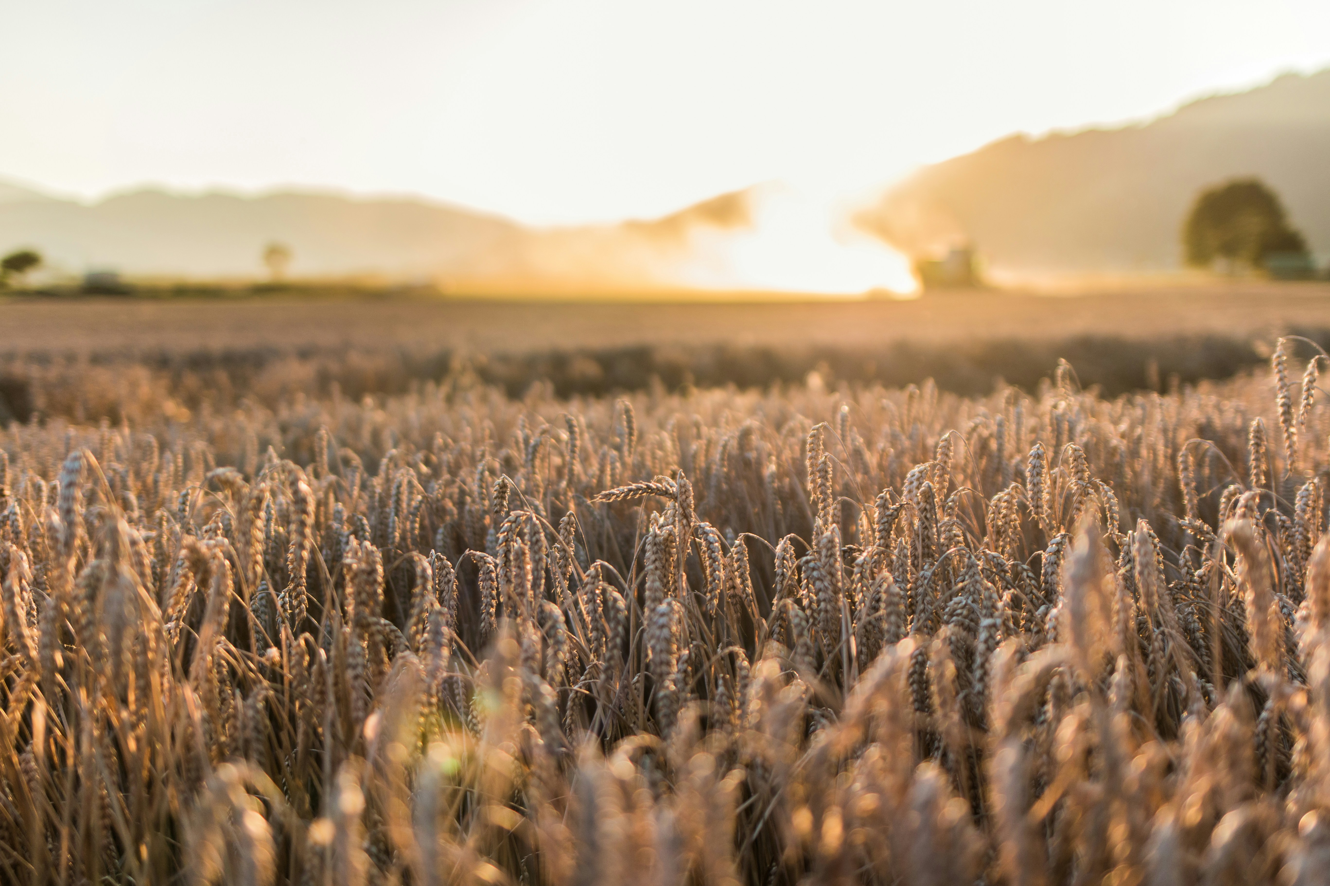 Free Unsplash photo from Alexander Csontala