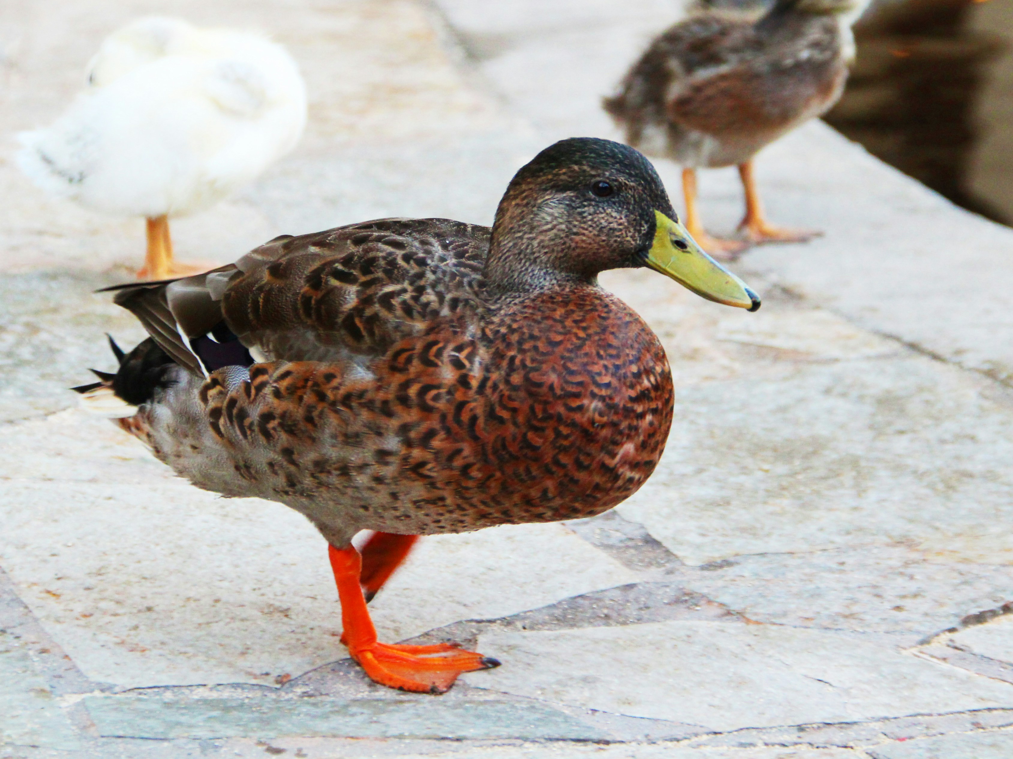 Free Unsplash photo from dsa adssd