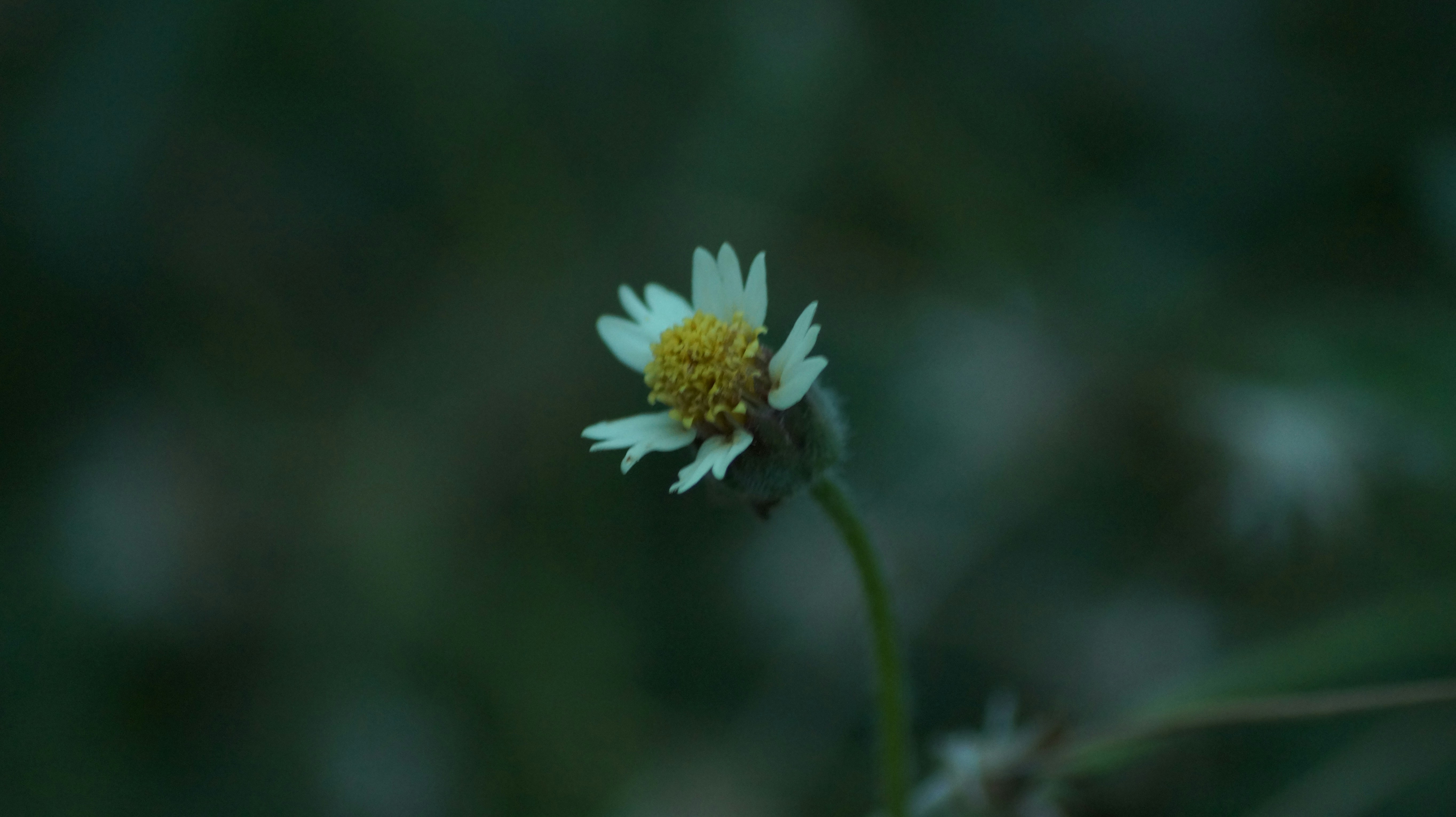 Free Unsplash photo from Ramya krish