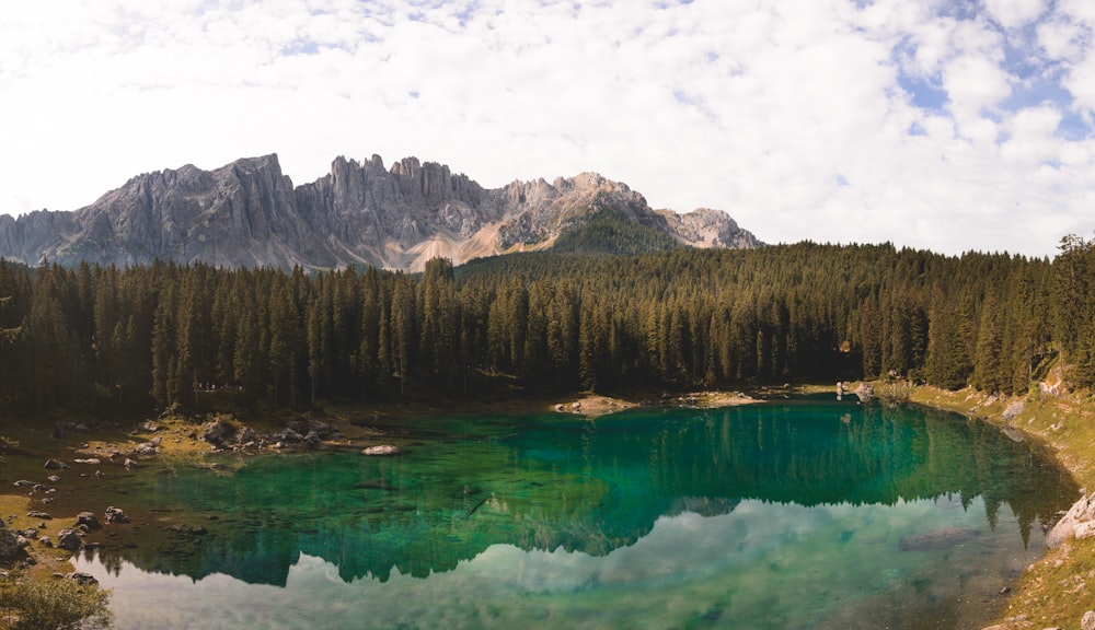 green forest near body of water during daytime