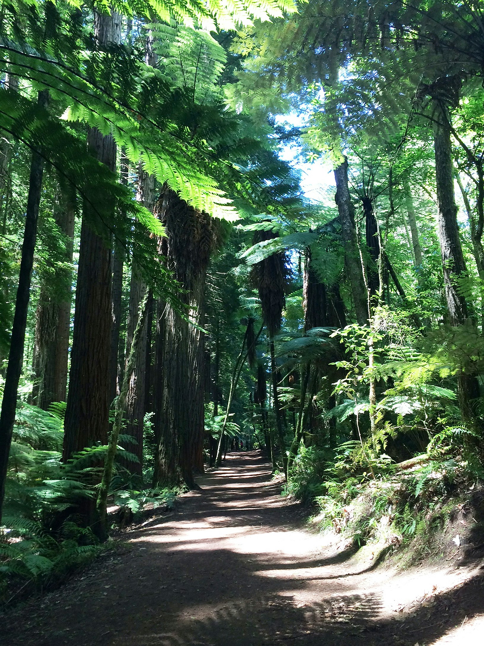 Free Unsplash photo from Chris Nield