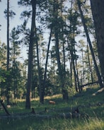 Tall trees with dense foliage rise against a clear sky, their trunks casting long shadows across a verdant forest floor. A deer grazes quietly in the grassy underbrush, adding a serene element to the woodland scene.