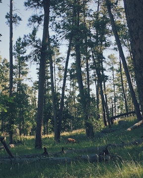 Tall trees with dense foliage rise against a clear sky, their trunks casting long shadows across a verdant forest floor. A deer grazes quietly in the grassy underbrush, adding a serene element to the woodland scene.