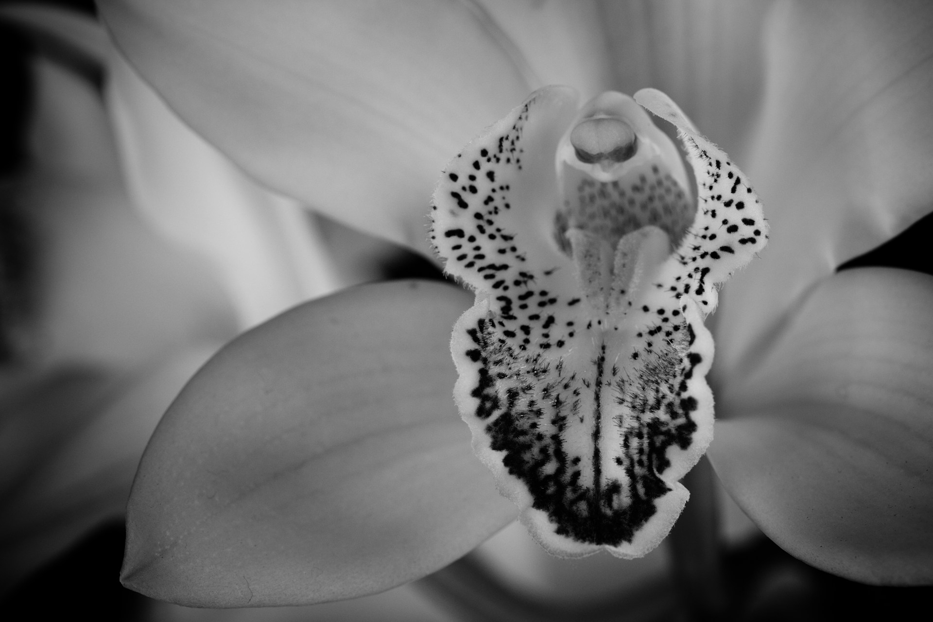 An elegant close-up of a single orchid flower, showcasing intricate petal details and subtle shading in Patricia Gherase's refined botanical style.