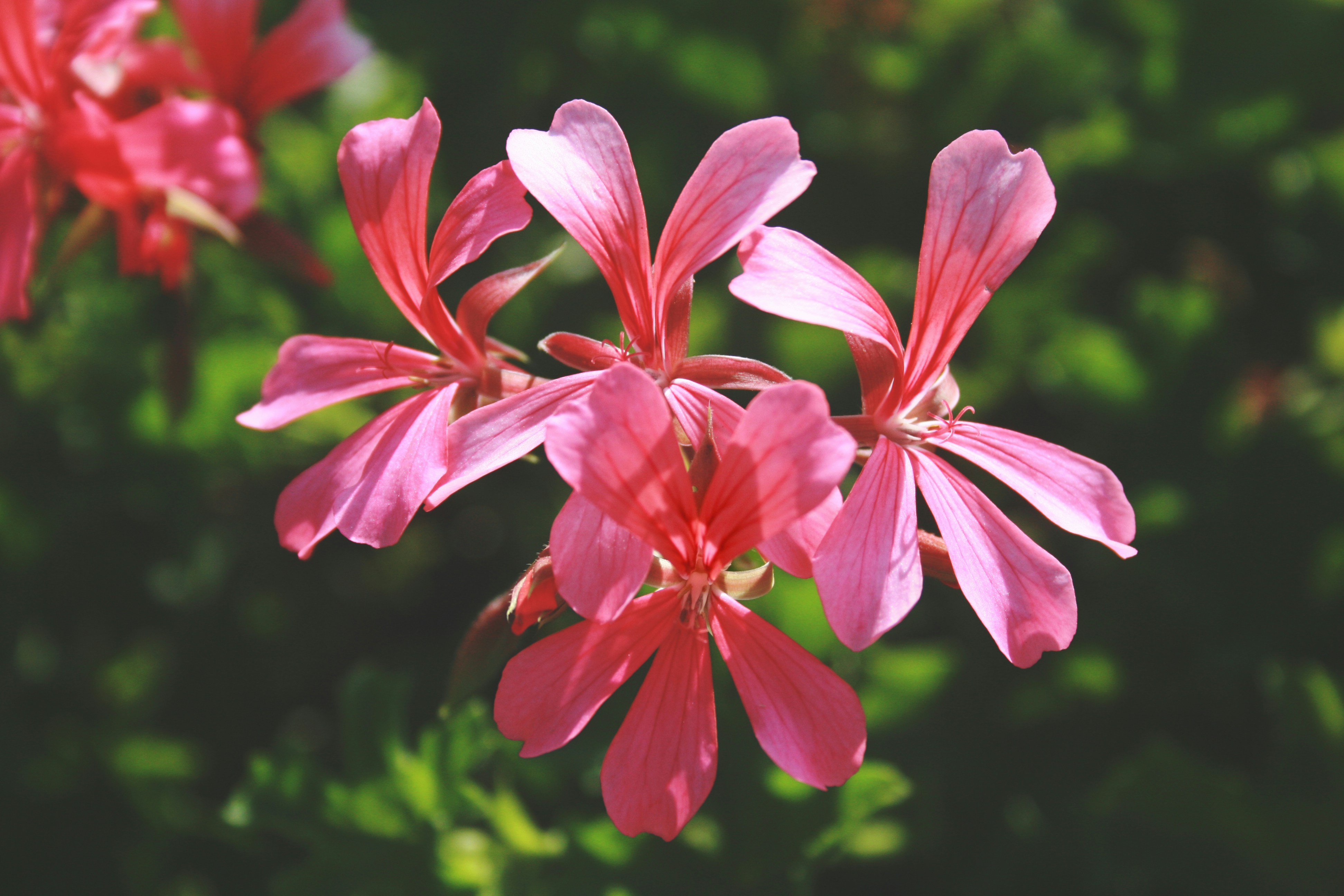 Free Unsplash photo from Oumaima Ben Chebtit