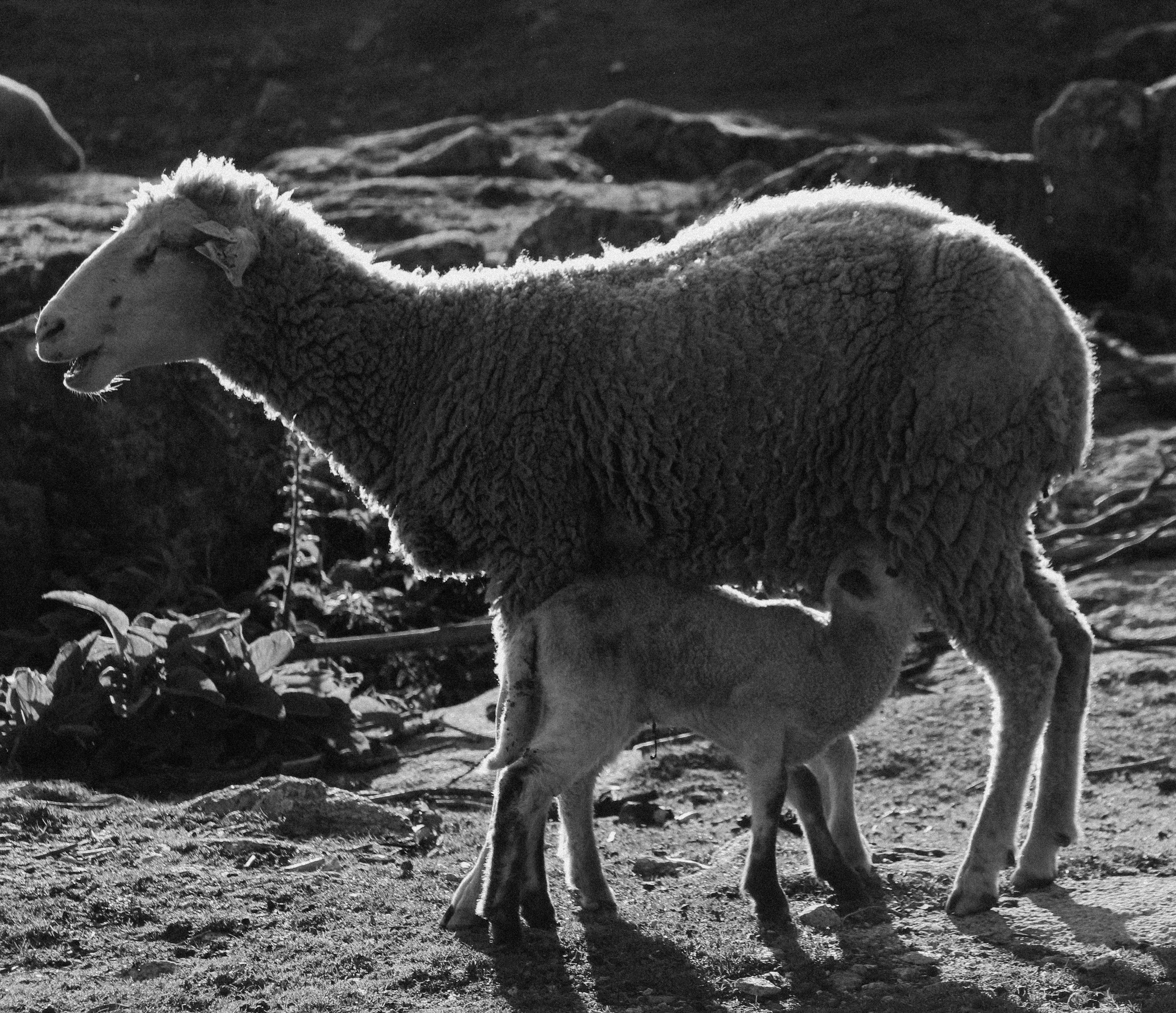 Free Unsplash photo from Pedro  Cunha