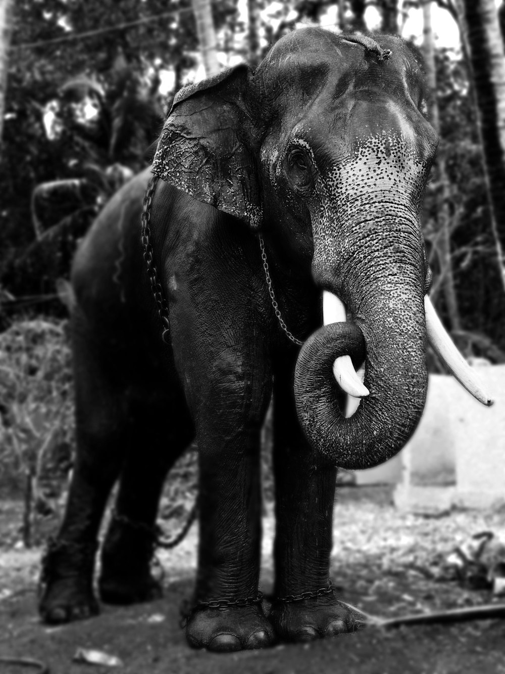 Fotografía en escala de grises de un elefante