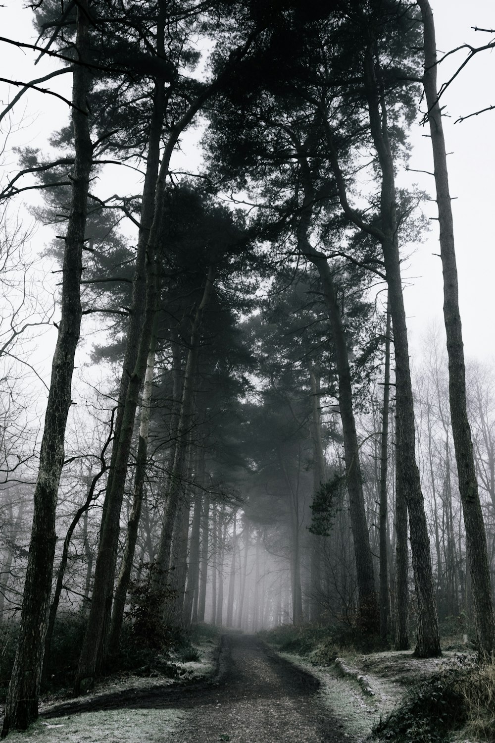 forest during clear skies