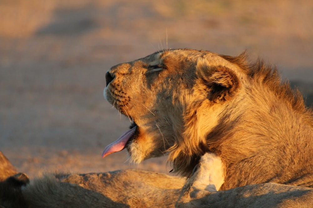 selective focus photography of brown lion