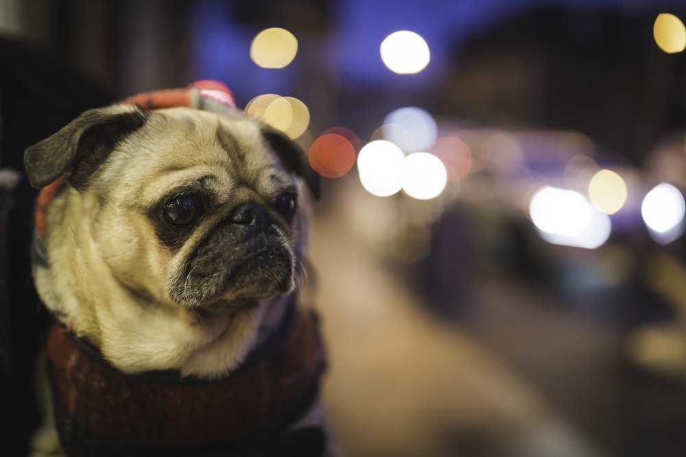 selective focus photography of fawn pug