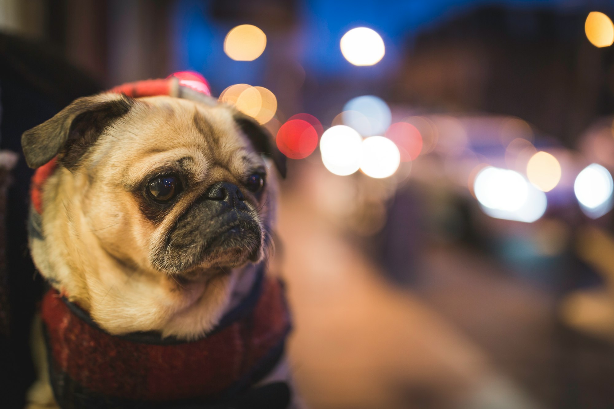 Petunia and the city night lights