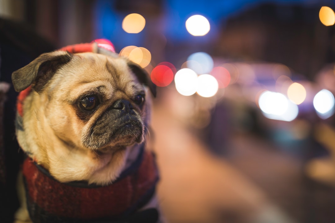 selective focus photography of fawn pug