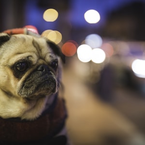 selective focus photography of fawn pug