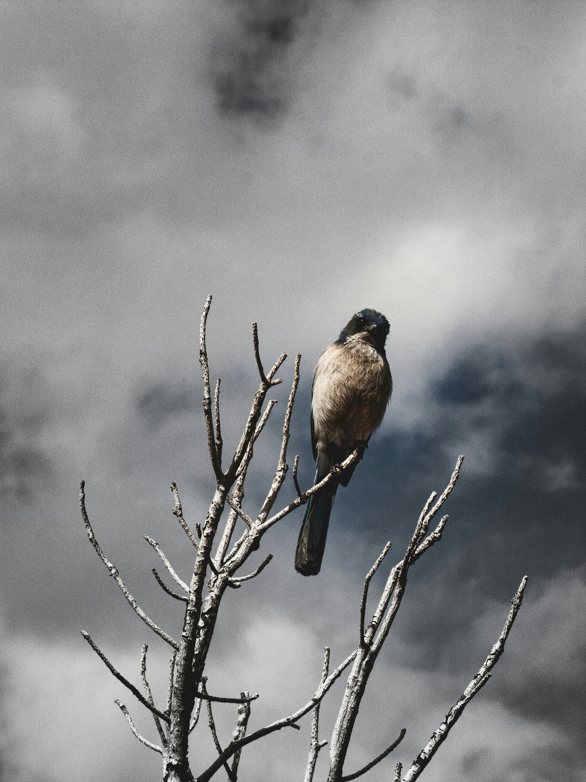 Free Unsplash photo from Joel Heaps