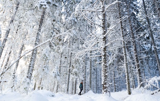 person standing between the trees in Jyväskylä Finland