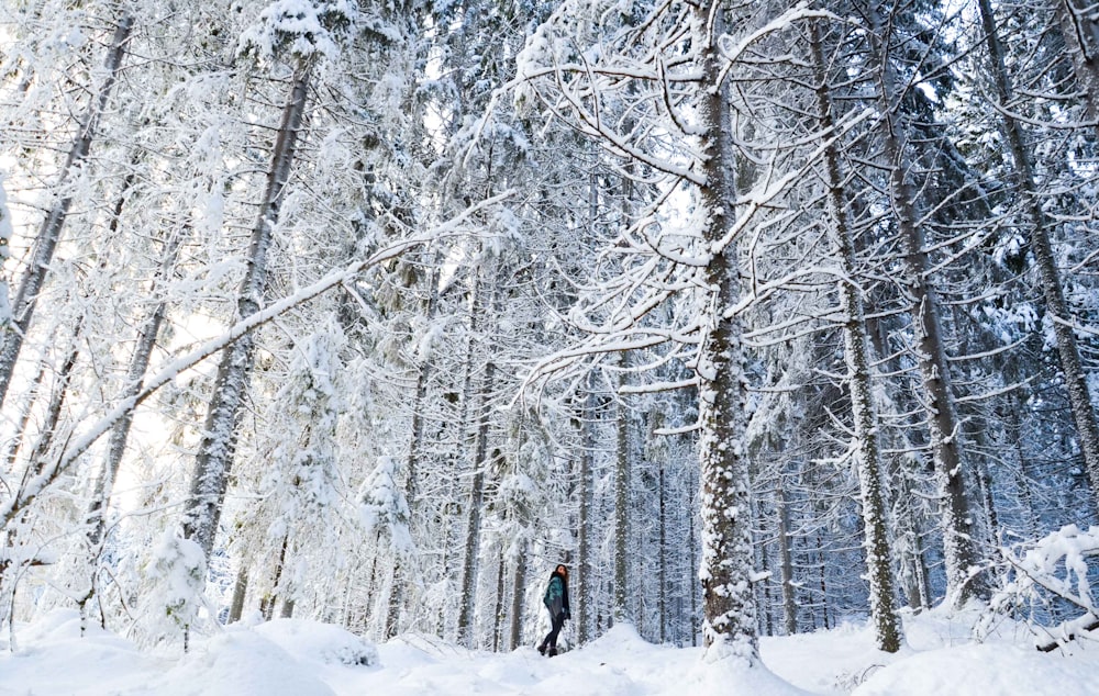 person standing between the trees