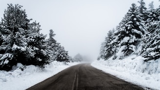 black concrete pathway surrounded by snow covered trees during daytime