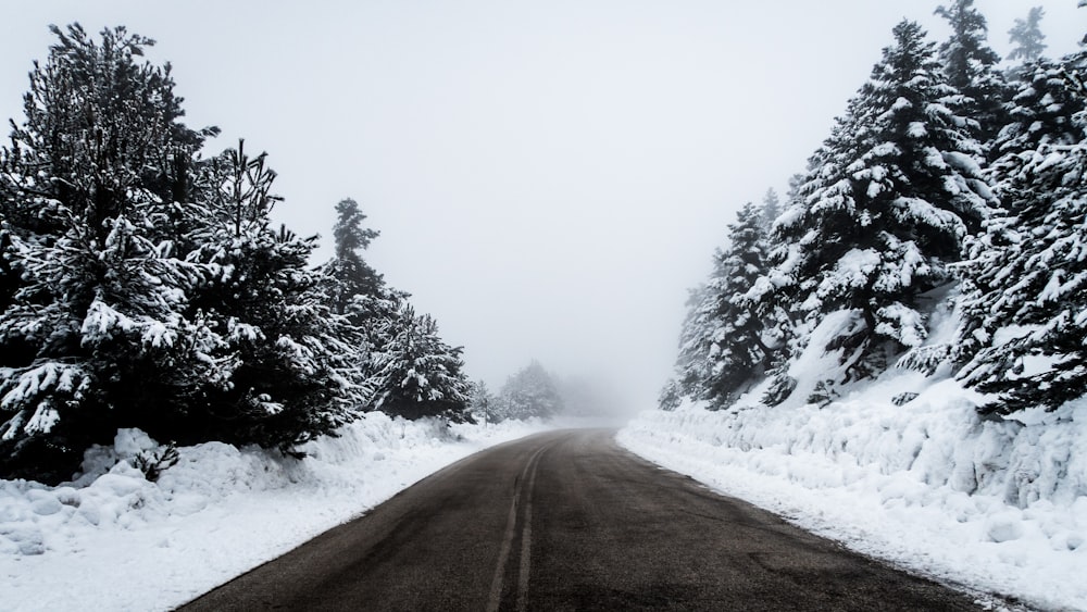 black concrete pathway surrounded by snow covered trees during daytime