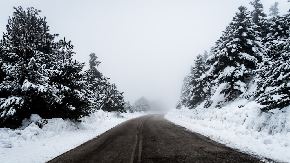Camino de hormigón negro rodeado de árboles cubiertos de nieve durante el día