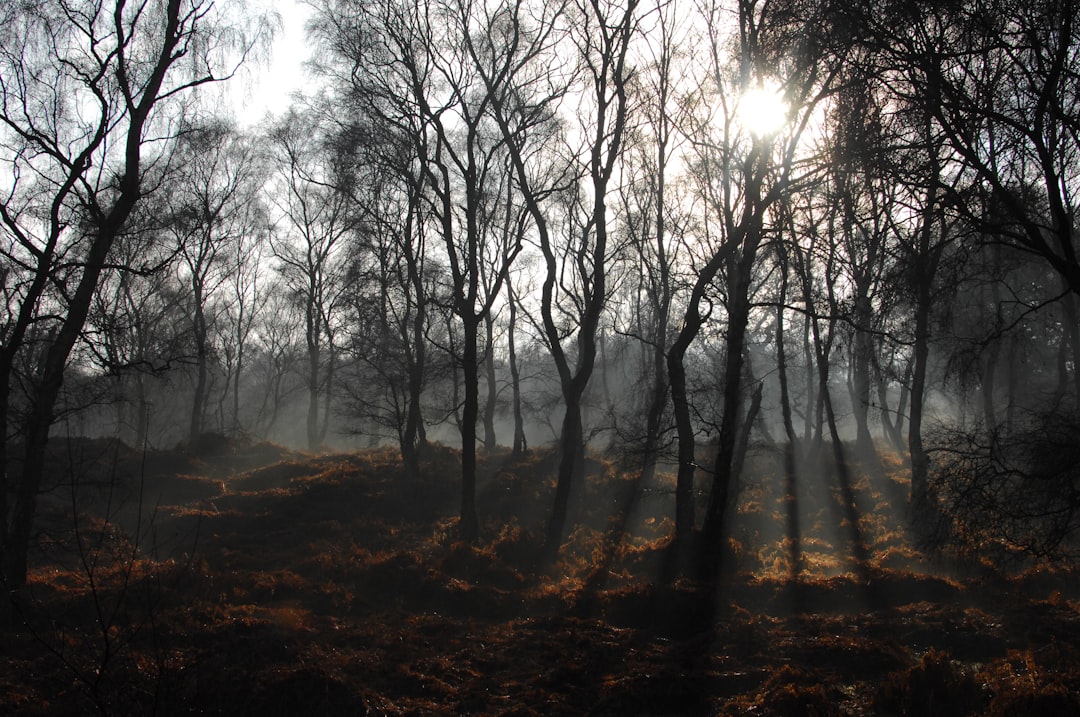 travelers stories about Forest in Cannock Chase, United Kingdom