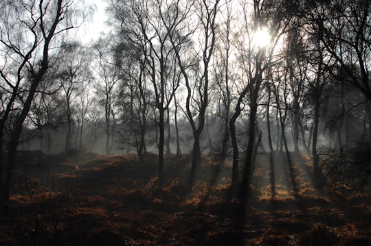 Cannock Chase things to do in River Dove