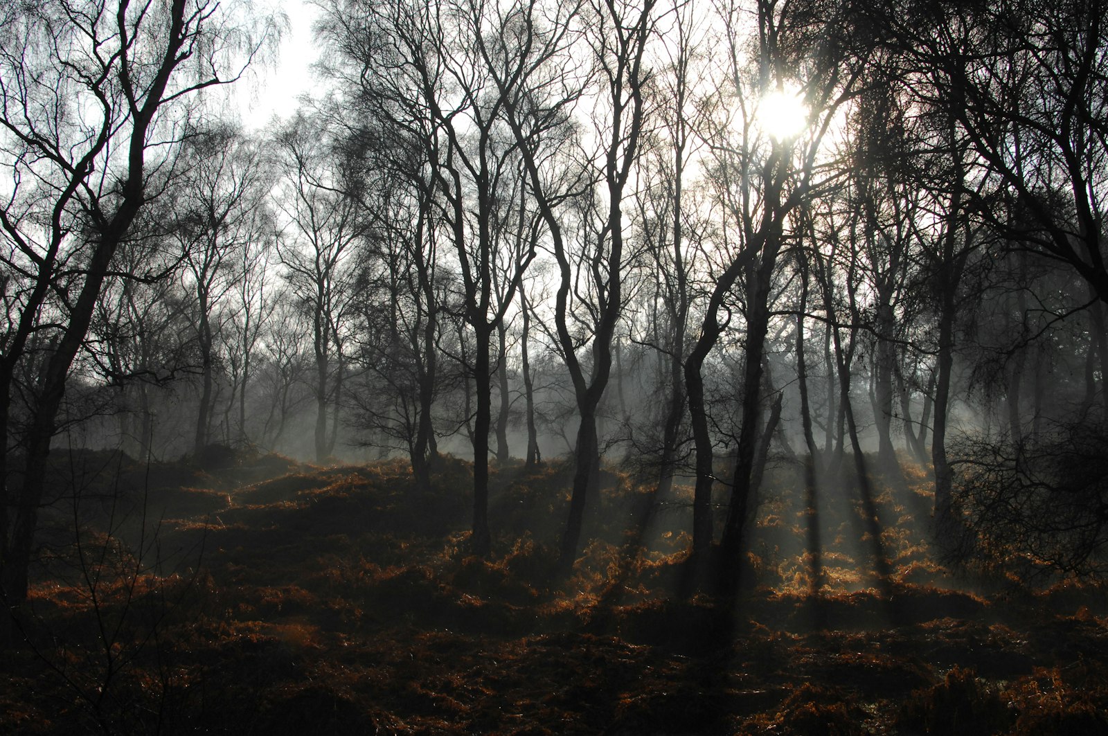Nikon D2X sample photo. Forest surrounded by fog photography