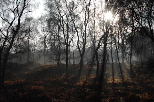 forest surrounded by fog during daytime in Cannock Chase United Kingdom