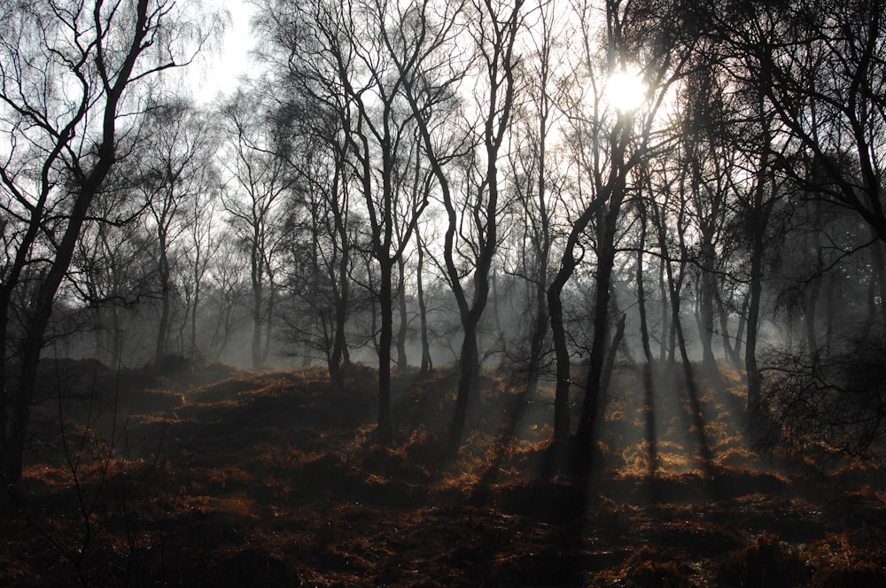 Wald tagsüber von Nebel umgeben