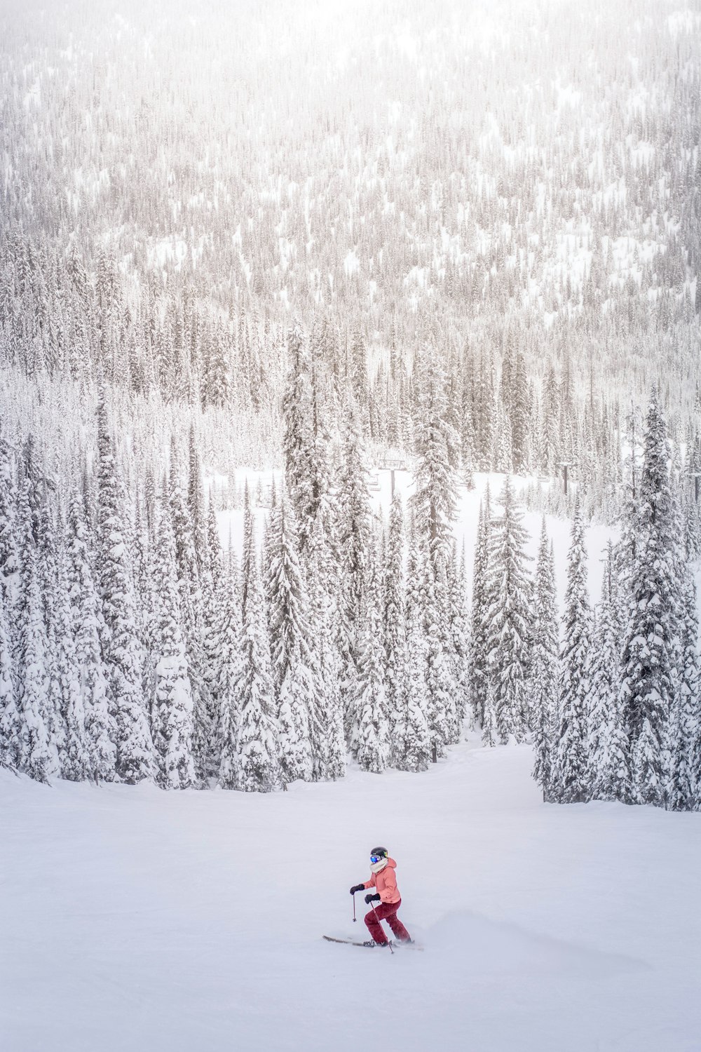 person on snow near tall pine trees at daytime