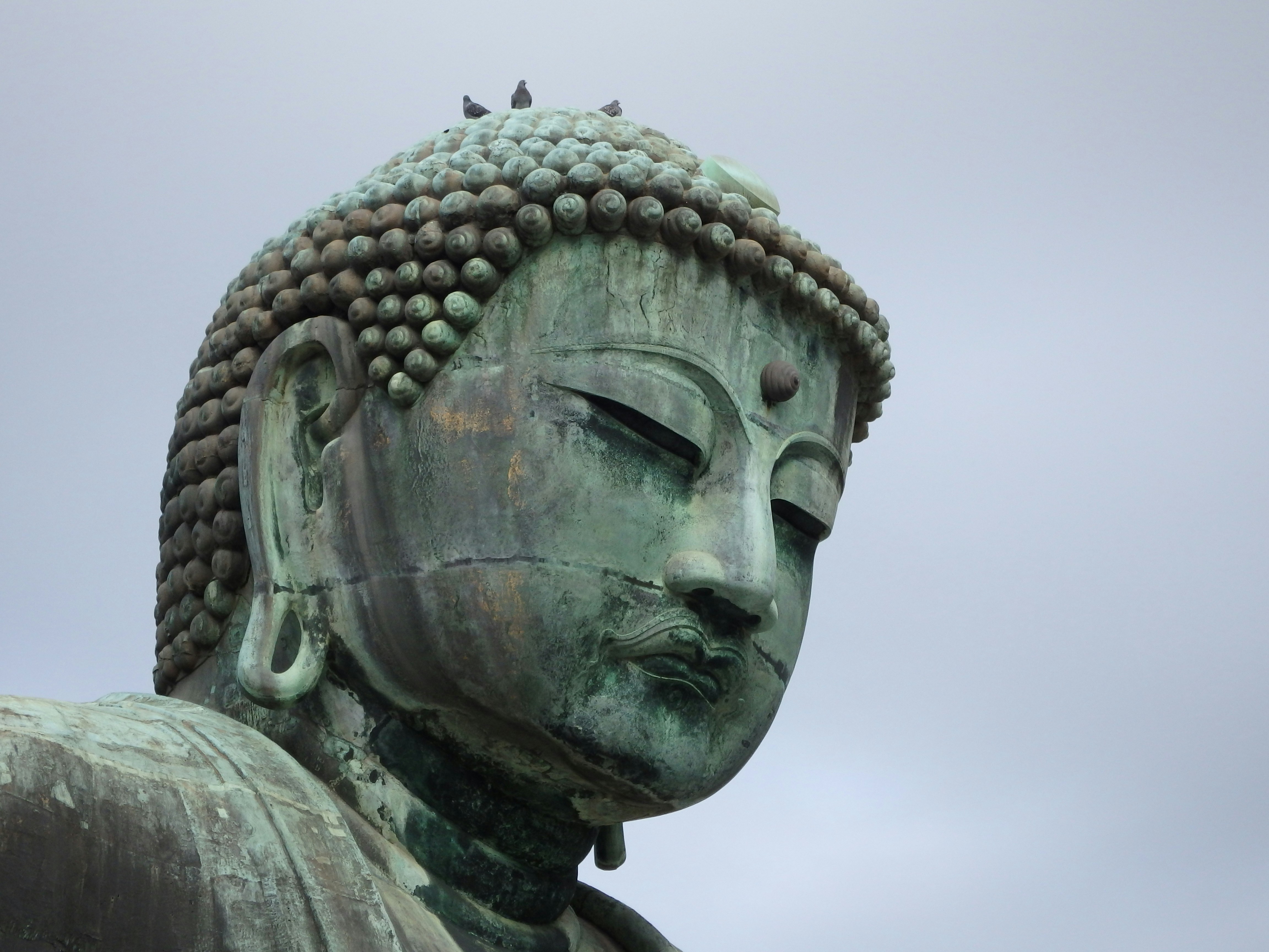 I saw some birds sitting on the head of the Buddha statue in Kamakura, Japan.